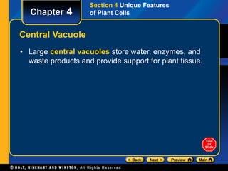 Chapter 4 
Central Vacuole 
Section 4 Unique Features 
of Plant Cells 
• Large central vacuoles store water, enzymes, and 
waste products and provide support for plant tissue. 
 