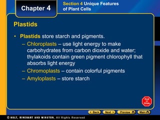 Chapter 4 
Plastids 
Section 4 Unique Features 
of Plant Cells 
• Plastids store starch and pigments. 
– Chloroplasts – use light energy to make 
carbohydrates from carbon dioxide and water; 
thylakoids contain green pigment chlorophyll that 
absorbs light energy 
– Chromoplasts – contain colorful pigments 
– Amyloplasts – store starch 
 