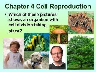 Chapter 4 Cell Reproduction
• Which of these pictures
  shows an organism with
  cell division taking
  place?
 
