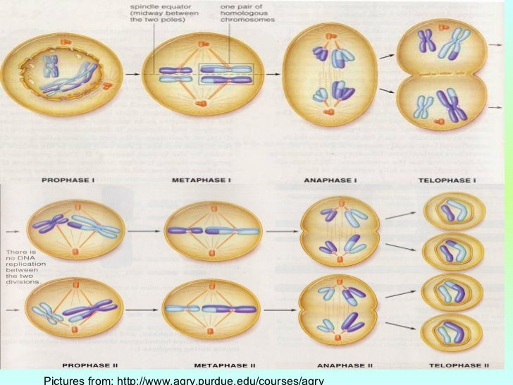 prophase of mitosis vs meiosis prophase of mitosis vs meiosis