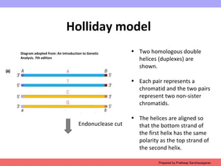 Ch4 crossing over | PPT