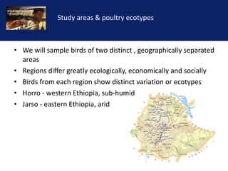 Reducing the impact of infectious disease on poultry production in Ethiopia