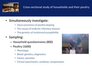 Reducing the impact of infectious disease on poultry production in Ethiopia