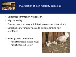 Reducing the impact of infectious disease on poultry production in Ethiopia