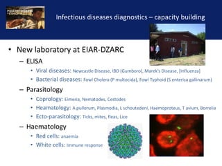 Reducing the impact of infectious disease on poultry production in Ethiopia