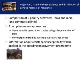 Reducing the impact of infectious disease on poultry production in Ethiopia