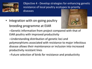 Reducing the impact of infectious disease on poultry production in Ethiopia