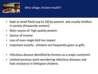 Reducing the impact of infectious disease on poultry production in Ethiopia