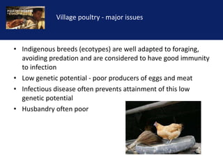 Reducing the impact of infectious disease on poultry production in Ethiopia