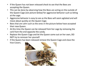 • If the Queen has not been released check to see that the Bees are
accepting the Queen.
• This can be done by observing how the Bees are acting on the outside of
the Queen Cage (see picture below) for aggressive behavior such as biting
at the cage.
• Aggressive behavior is easy to see as the Bees will seem agitated and will
move about quickly on the Queen Cage.
• Bees that are calm such as the ones in the picture below have accepted
their new Queen.
• At this time the Queen can be released from her cage by removing the
cork from the end opposite the candy.
• Replace the Queen Cage and let the Queen come out on her own, DO
NOT try to remover her yourself.
• If the Queen has been released remove the Queen Cage and close the
hive Covers.
 