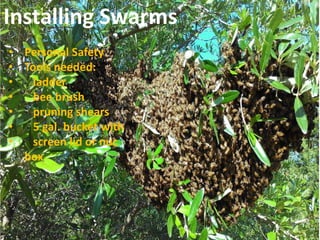 Swams
Installing Swarms
• Personal Safety
• Tools needed:
• ladder
• bee brush
• pruning shears
• 5 gal. bucket with
• screen lid or nuc
box
 