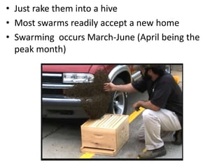 • Just rake them into a hive
• Most swarms readily accept a new home
• Swarming occurs March-June (April being the
peak month)
 