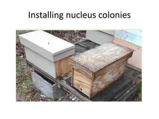 Installing nucleus colonies
 