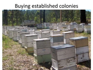 Buying established colonies
 