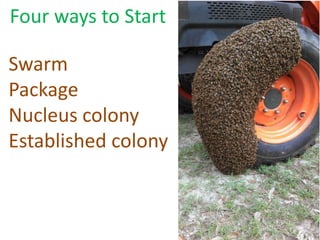Four ways to Start
Swarm
Package
Nucleus colony
Established colony
 