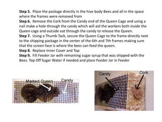 Step 5. Place the package directly in the hive body Bees and all in the space
where the frames were removed from
Step 6. Remove the Cork from the Candy end of the Queen Cage and using a
nail make a hole through the candy which will aid the workers both inside the
Queen cage and outside eat through the candy to release the Queen.
Step 7. Using a Thumb Tack, secure the Queen Cage to the frame directly next
to the shipping package in the center of the 6th and 7th frames making sure
that the screen face is where the bees can feed the queen.
Step 8. Replace Inner Cover and Top
Step 9. Fill Feeder Jar with remaining sugar syrup that was shipped with the
Bees. Top Off Sugar Water if needed and place Feeder Jar in Feeder
 