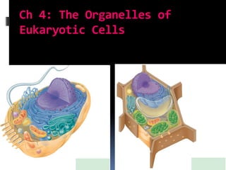 Ch 4: The Organelles of
Eukaryotic Cells
 