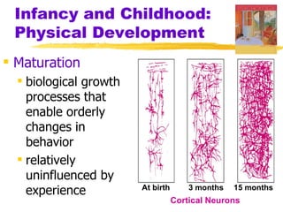 Infancy and Childhood:
 Physical Development
 Maturation
   biological growth
    processes that
    enable orderly
    changes in
    behavior
   relatively
    uninfluenced by
    experience          At birth       3 months   15 months
                                   Cortical Neurons
 
