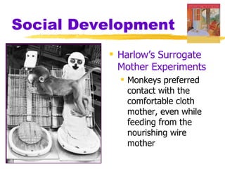 Social Development
           Harlow’s Surrogate
            Mother Experiments
             Monkeys preferred
              contact with the
              comfortable cloth
              mother, even while
              feeding from the
              nourishing wire
              mother
 