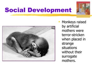 Social Development
               Monkeys raised
                by artificial
                mothers were
                terror-stricken
                when placed in
                strange
                situations
                without their
                surrogate
                mothers.
 