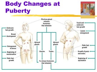 Body Changes at
Puberty
 