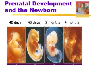 Prenatal Development
and the Newborn

 40 days   45 days   2 months   4 months
 