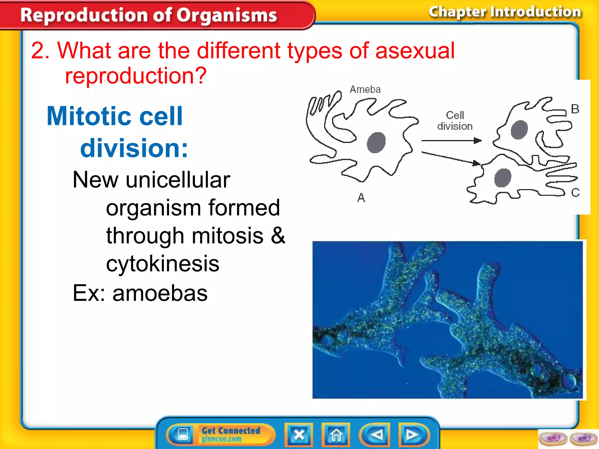 2. What are the different types of asexual 
reproduction? 
Mitotic cell 
division: 
New unicellular 
organism formed 
through mitosis & 
cytokinesis 
Ex: amoebas 
 