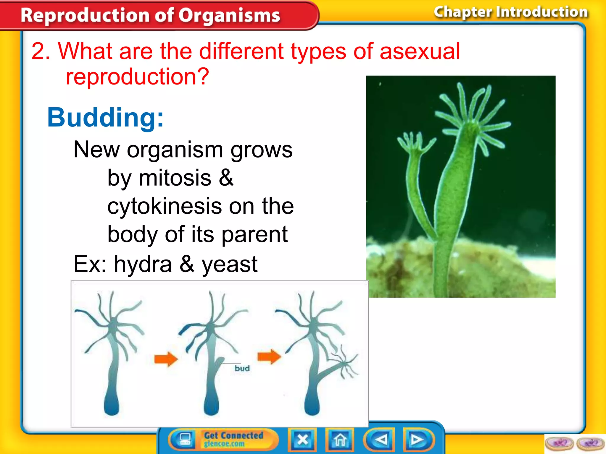 2. What are the different types of asexual 
reproduction? 
Budding: 
New organism grows 
by mitosis & 
cytokinesis on the 
body of its parent 
Ex: hydra & yeast 
 