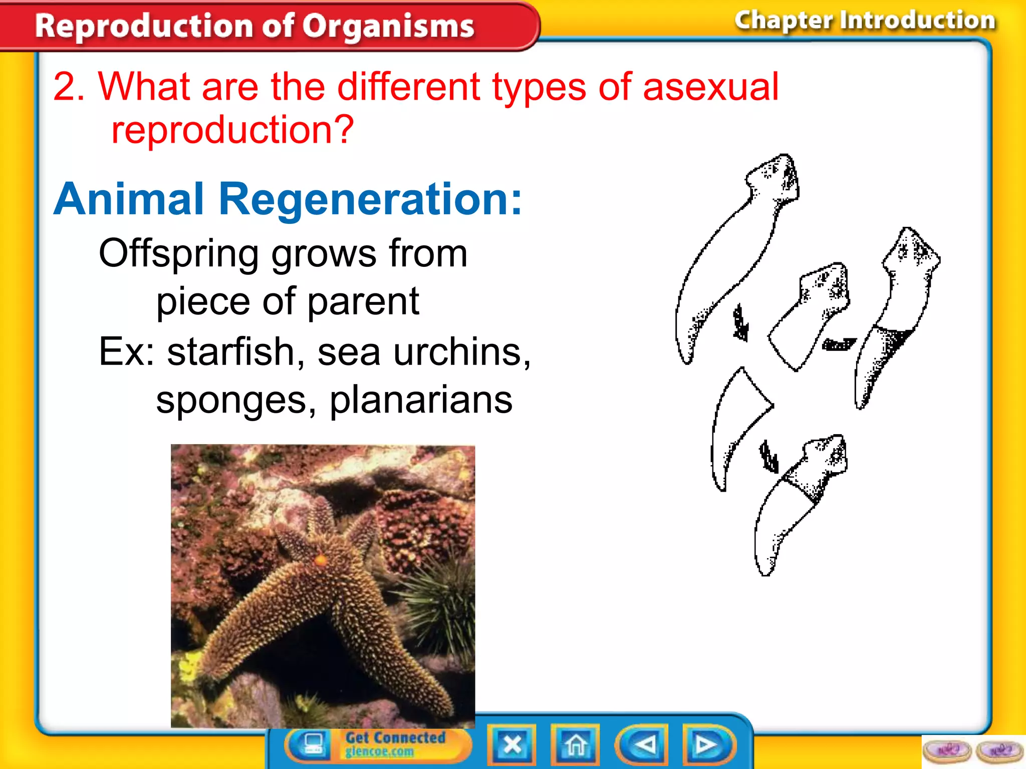 2. What are the different types of asexual 
reproduction? 
Animal Regeneration: 
Offspring grows from 
piece of parent 
Ex: starfish, sea urchins, 
sponges, planarians 
 