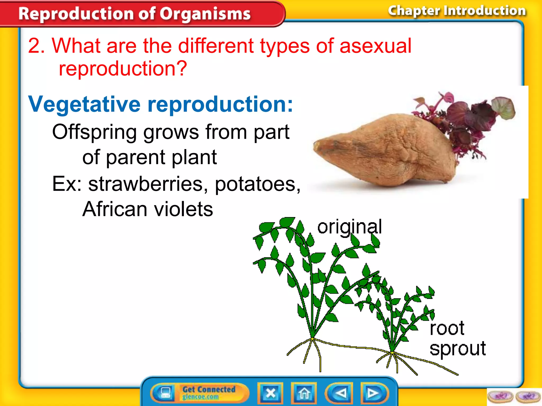 2. What are the different types of asexual 
reproduction? 
Vegetative reproduction: 
Offspring grows from part 
of parent plant 
Ex: strawberries, potatoes, 
African violets 
 