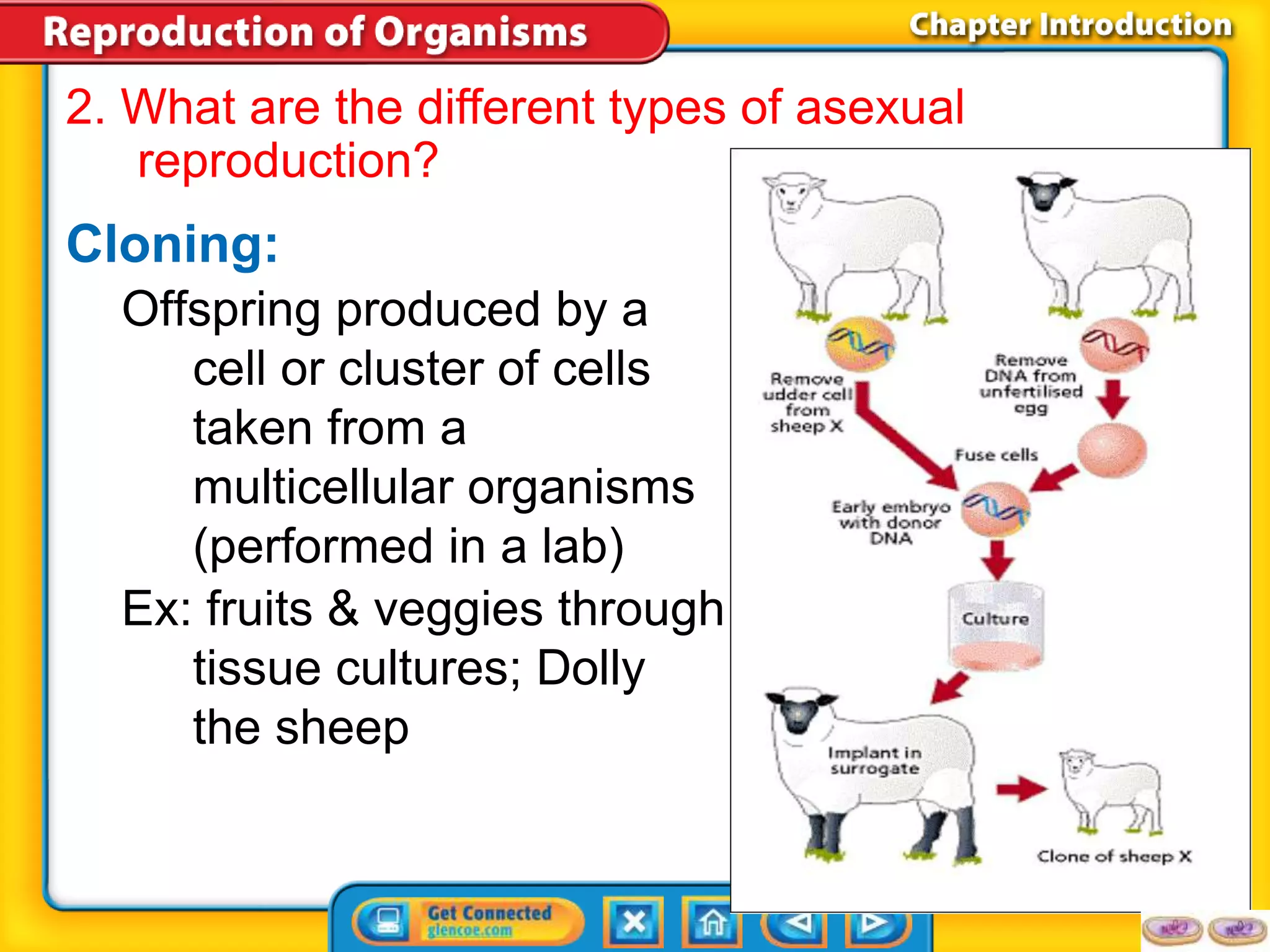 2. What are the different types of asexual 
reproduction? 
Cloning: 
Offspring produced by a 
cell or cluster of cells 
taken from a 
multicellular organisms 
(performed in a lab) 
Ex: fruits & veggies through 
tissue cultures; Dolly 
the sheep 
 