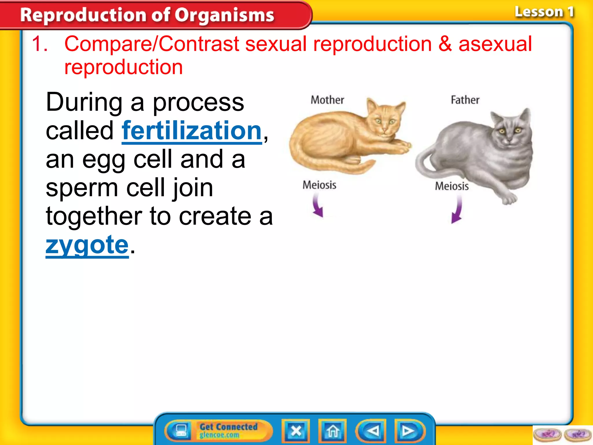 1. Compare/Contrast sexual reproduction & asexual 
reproduction 
During a process 
called fertilization, 
an egg cell and a 
sperm cell join 
together to create a 
zygote. 
 