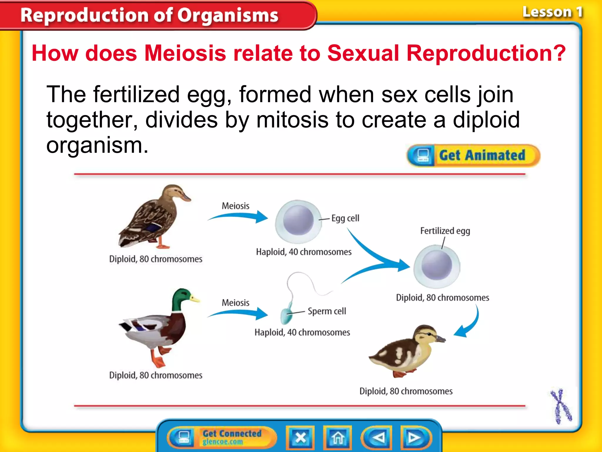 How does Meiosis relate to Sexual Reproduction? 
The fertilized egg, formed when sex cells join 
together, divides by mitosis to create a diploid 
organism. 
 