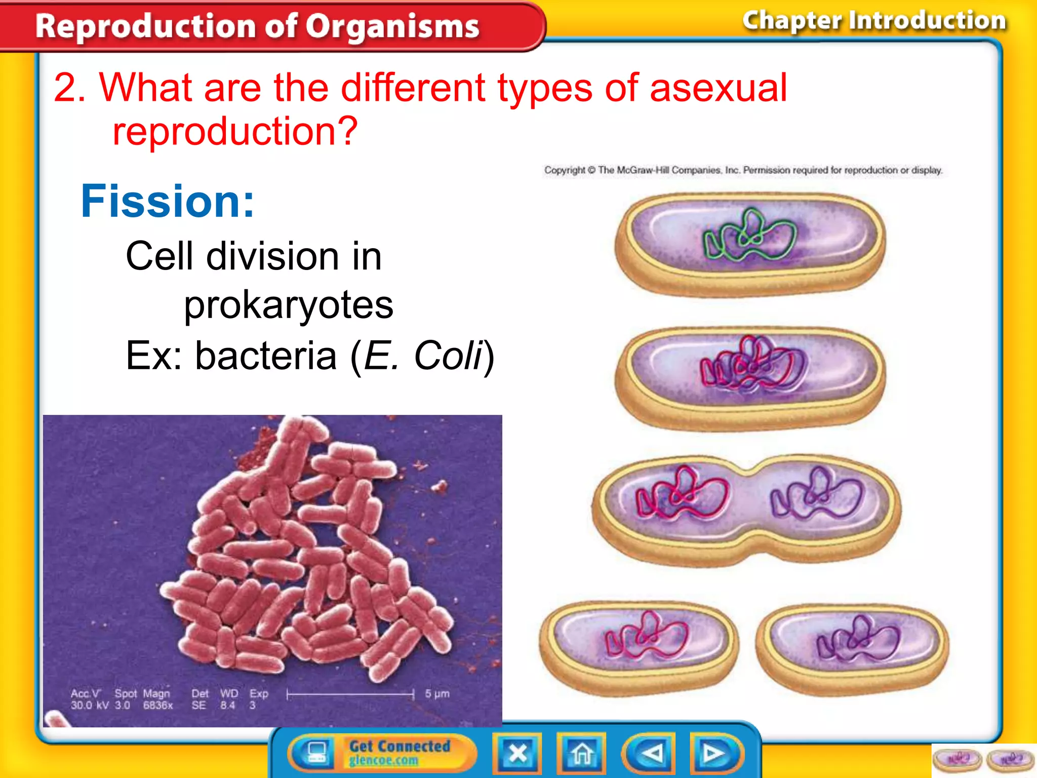 2. What are the different types of asexual 
reproduction? 
Fission: 
Cell division in 
prokaryotes 
Ex: bacteria (E. Coli) 
 