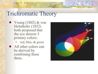 Trichromatic Theory <ul><li>Young (1802) & von Helmholtz (1852) both proposed that the eye detects 3 primary colors: </li>...