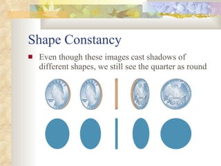 Shape Constancy <ul><li>Even though these images cast shadows of different shapes, we still see the quarter as round </li>...