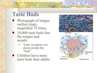 Taste Buds <ul><li>Photograph of tongue surface (top), magnified 75 times. </li></ul><ul><li>10,000 taste buds line the to...