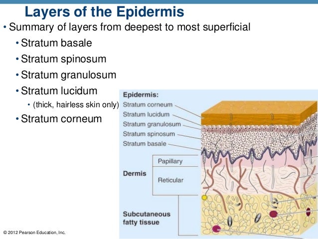 Ch 4 Skin Power Point