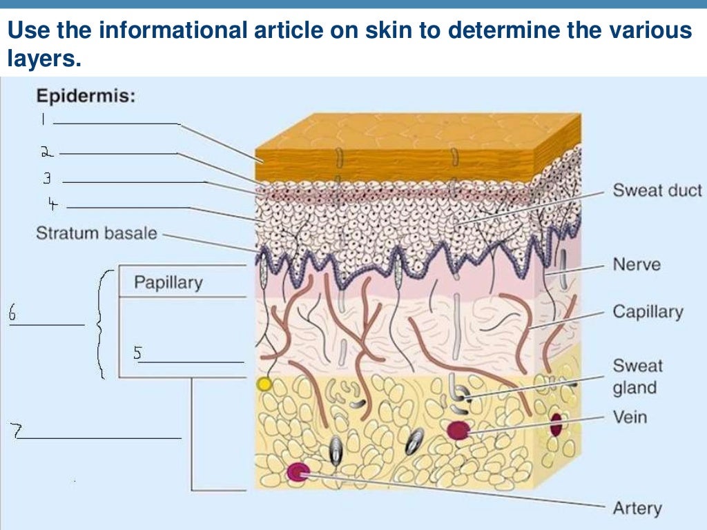 Ch 4 Skin Power Point