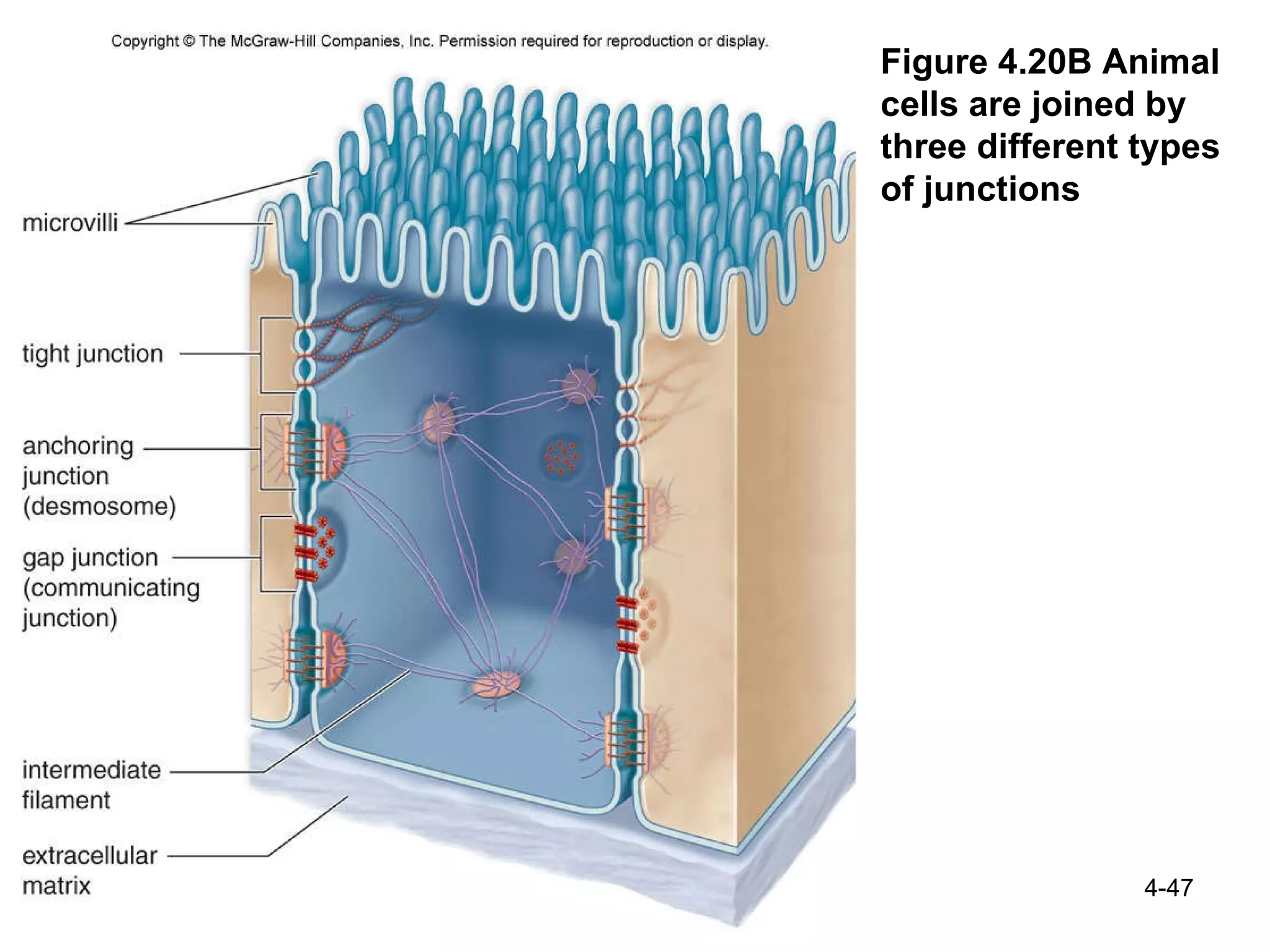 Ch 4 structure and function of cells