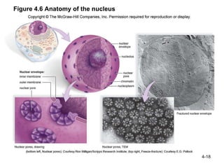 Ch 4 structure and function of cells | PPT