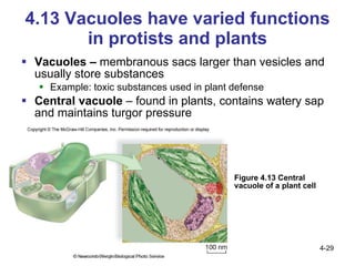 Ch 4 structure and function of cells | PPT