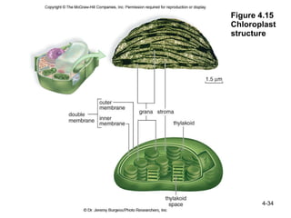 Ch 4 structure and function of cells | PPT