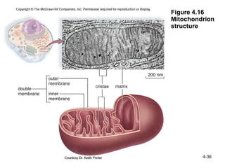 Ch 4 structure and function of cells | PPT