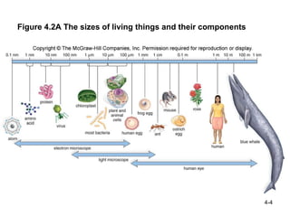 Ch 4 structure and function of cells | PPT