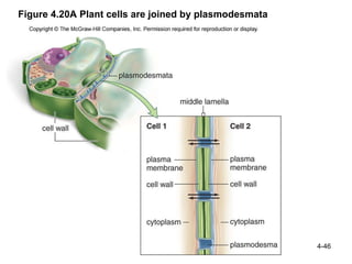 Ch 4 structure and function of cells | PPT