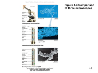 Ch 4 structure and function of cells | PPT