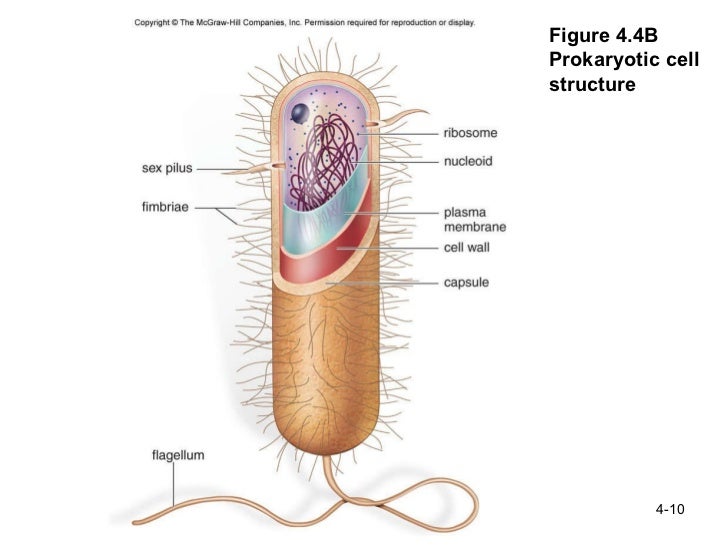 Ch 4 structure and function of cells