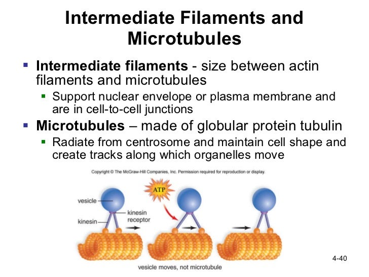 What is the function of microtubules?
