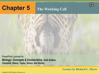 Chapter 5 The Working Cell 0 Lecture by Richard L. Myers 